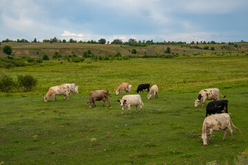 Fototapeta premium A small herd of cows walking through the green fields in summer