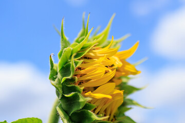 夏の日差しとひまわり畑の風景
