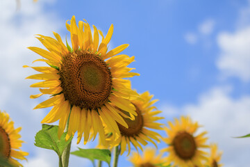 夏の日差しとひまわり畑の風景