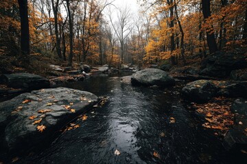 Autumnal forest stream