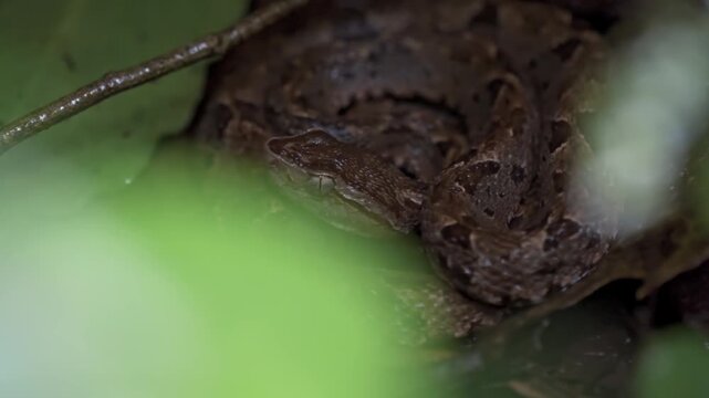This image captures a Fer-de-lance (Bothrops asper) viper, a highly venomous snake, coiled on the forest floor at Sirenas Station, Corcovado, Costa Rica