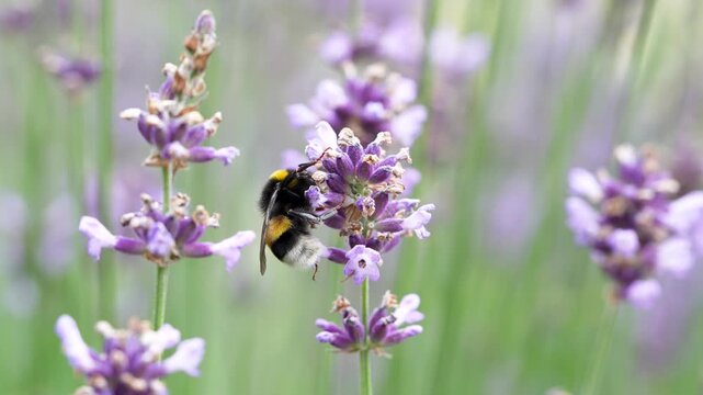 Bumblebee resting on lavender blossoms in green field in nature. Pollination of wild insect, purple flowers in summer meadow, bee on bloom, floral wildlife, garden pollinator, bee support in ecosystem