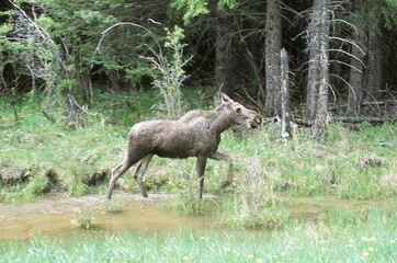 Moose in the woods,  Canada, Canadian Rockies, Alberta, wildlife, Nature, Moose