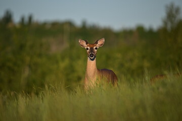 deer in the wild, White-Tailed deer, Canada, Nature, Wildlife, Early Morning, Canada, Canadian...