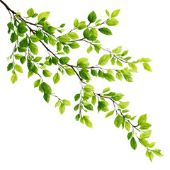 Lush green leaves on dark branches against a black background nature foliage, Isolated On Png Transparent Background