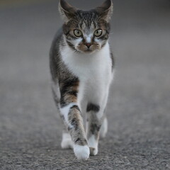 A cat walking on the road, Cat, Nature, 