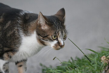 cat on the grass, portrait, Nature, Cat