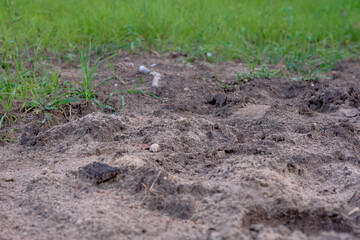 Soil texture and grass growth in a natural outdoor environment under soft natural light