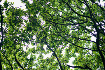 Sunlight filtering through lush green leaves in a serene forest canopy during a calm summer day