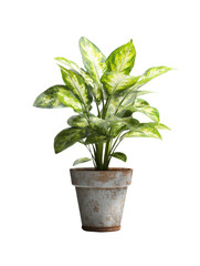 Fototapeta premium Variegated green leaves plant in weathered terracotta pot image, Isolated On Png Transparent Background