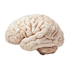 Human brain anatomy detailed view with cerebellum and cerebral cortex medical science, Isolated On Png Transparent Background