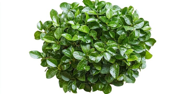 A lush, round bush with vibrant green leaves, set against a plain white background. The foliage is dense and healthy, suggesting a well-maintained plant. - Powered by Adobe