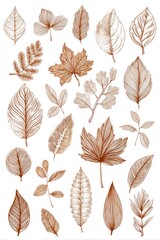 Collection of various autumn leaves in light brown and beige tones