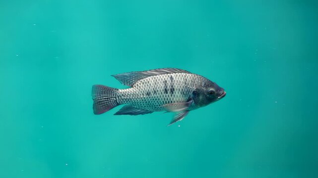 Seamless loop of tilapia fish swimming gracefully in crystal clear teal water with bokeh effect
