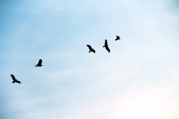 Light blue sky background with Haliastur indus endemic birds flying