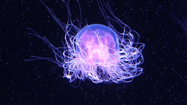 Closeup shot of Spirocodon Saltator, the endemic jellyfish of Japan floating underwater. 4K 