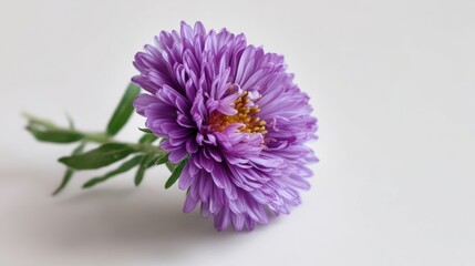 Aster Bloom: A close-up captures the exquisite beauty of a single, vibrant purple aster flower, its delicate petals and intricate details showcasing the wonders of nature.