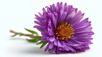 Aster Bloom: A close-up shot of a delicate, vibrant purple aster flower with a radiant yellow center, showcasing the beauty of nature's design.