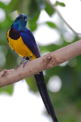 Golden-breasted Starling Tilting Head from Tree