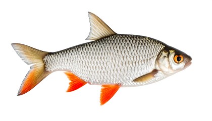 Side view of a fish, isolated against white background.  Fish is whole