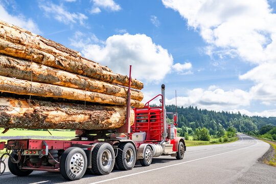 Fototapeta Heavy duty hauler day cab red semi truck transporting logs running on the winding highway road