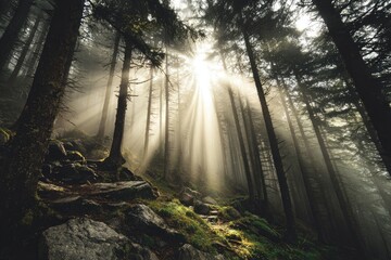 Sunbeams piercing a misty mountain forest