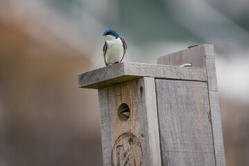 Tree Swallow in its nest