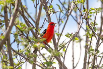 Scarlet Tanager, Toronto 