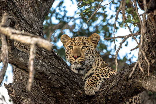 leopard in the tree