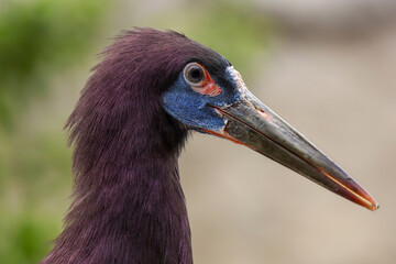 Close-up view of a colorful Abdim's stork's (ciconia abdimii) head. African rain stork.