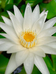 White lotus flowers bloom to welcome the sunlight.