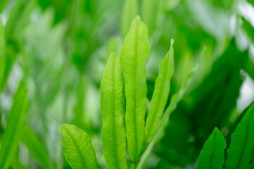 Natural fern leaves in a beautiful tropical forest. concept nature background