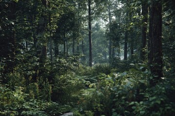 Obraz premium Lush, dense forest path