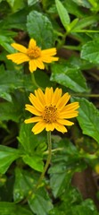 yellow flower in the garden


