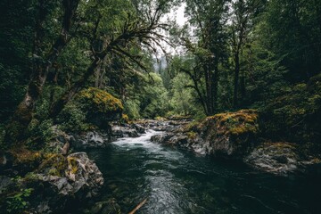 Obraz premium Lush forest stream, rocks, and moss