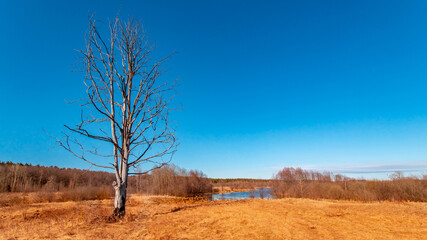 A dried tree in the middle of an autumn field with yellow grass in the sunny day.