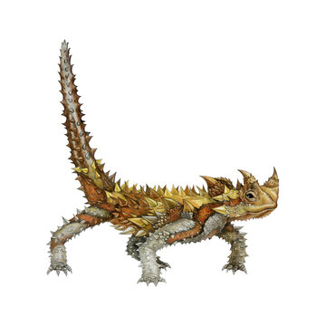 Thorny devil lizard hand drawn vintage style illustration on white background. Moloch horridus Australia native wildlife dessert reptile. Thorny lizard with spiky body realistic close up illustration