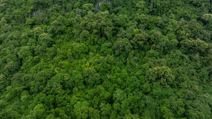 aerial view of dark green forest Abundant natural ecosystems of rainforest. Concept of nature...