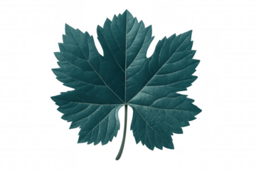 Close-up of a teal grape leaf with visible veins, isolated on a transparent background, perfect for nature-themed projects