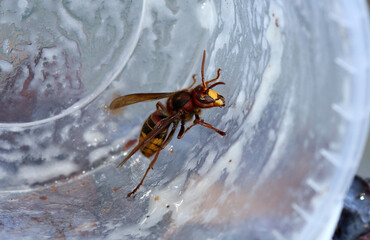 Hornisse - European hornet