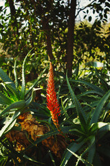 red aloe arborescens 