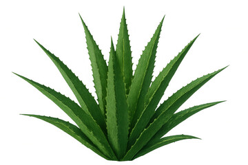 Fototapeta premium Vibrant green agave plant with pointed leaves, isolated on a transparent background, ideal for compositions related to nature, desert landscapes, or tequila production