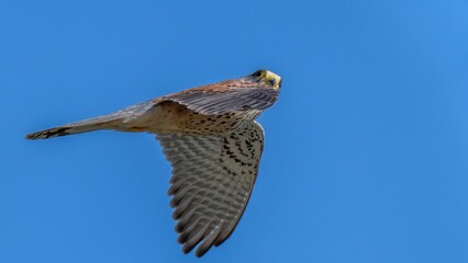 青空バックに颯爽と飛ぶチョウゲンボウ