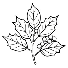 Obraz premium ilex aquifolium line art vector on white.