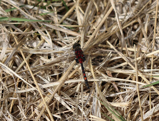 Kleine Moosjungfer - Small Whiteface