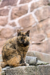 A tortoiseshell cat sits before the stone wall in the Japanese countryside.