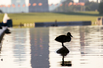 Silhouette of a duck standing in the Lincoln Memorial Reflecting Pool with Washington Monument in...