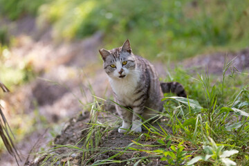 A grey and white tabby sitting on a tree trunk