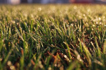 Dew-kissed grass blades at dawn