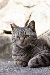 A close-up of a grey tabby cat resting in front of a stone wall, Japan